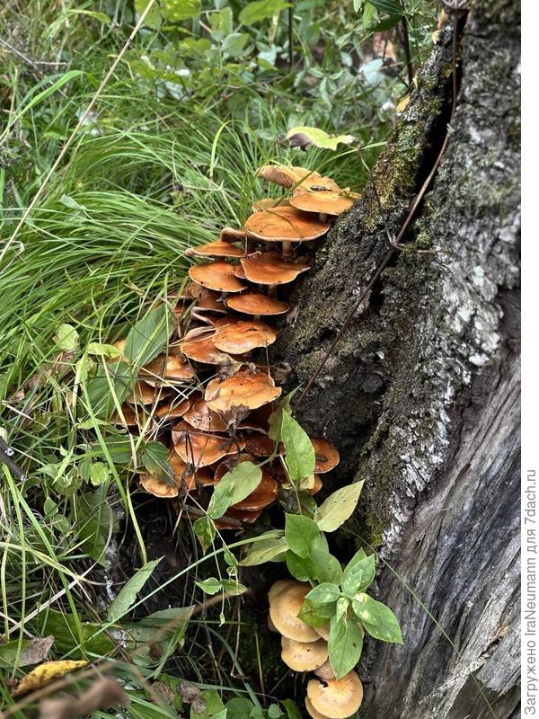 Грибы есть?