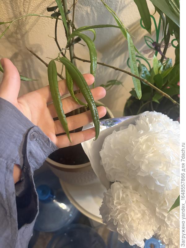 Замеркулькас