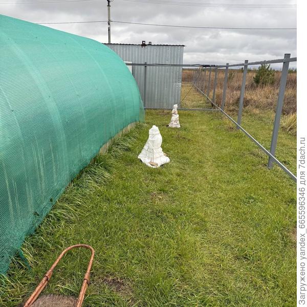 Вид за теплицей (со стороны забора). Ближнее укрытие- крыжовник, дальнее укрытие- яблоня вид с другого ракурса.