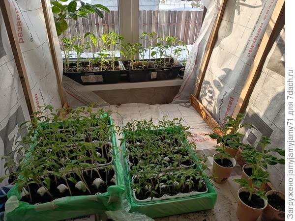 Рассада 12 марта