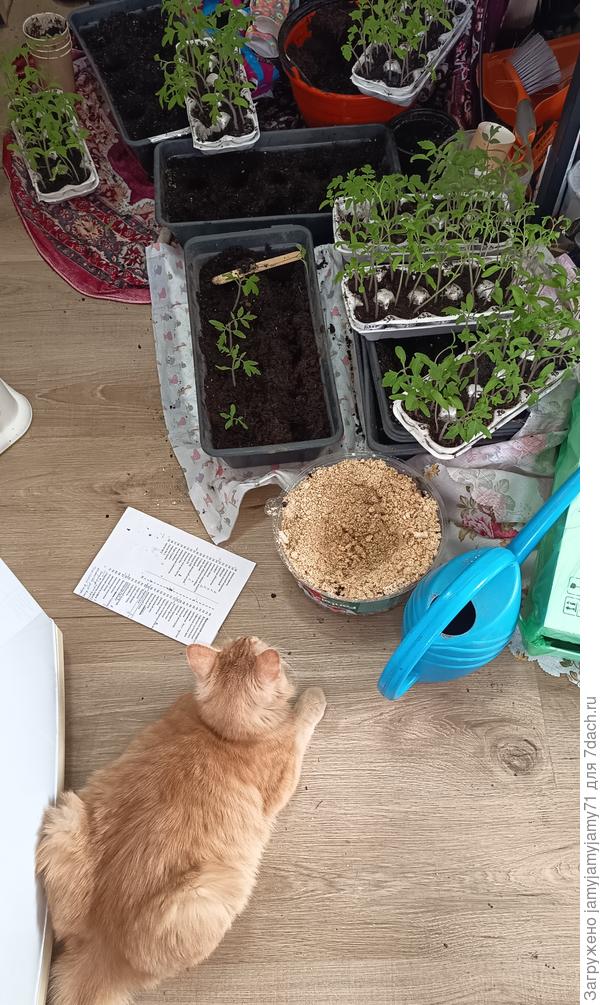 Пикируем томаты с помощником 14 марта