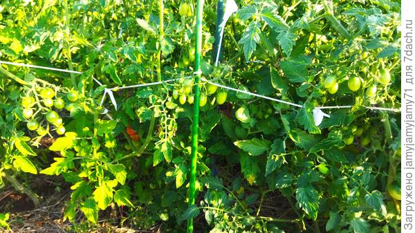 Томаты в ОГ