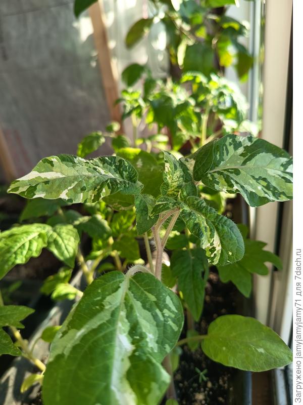 Рассада Ниму вариегатный