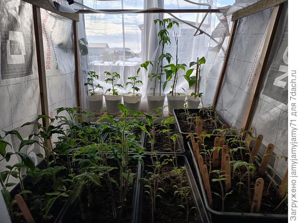 На подоконнике в белых горшках. Один пересорт. Итог: перцы можно сеять рано, они уже в бутонах. А помидоры в моих условиях сильно тормозят.