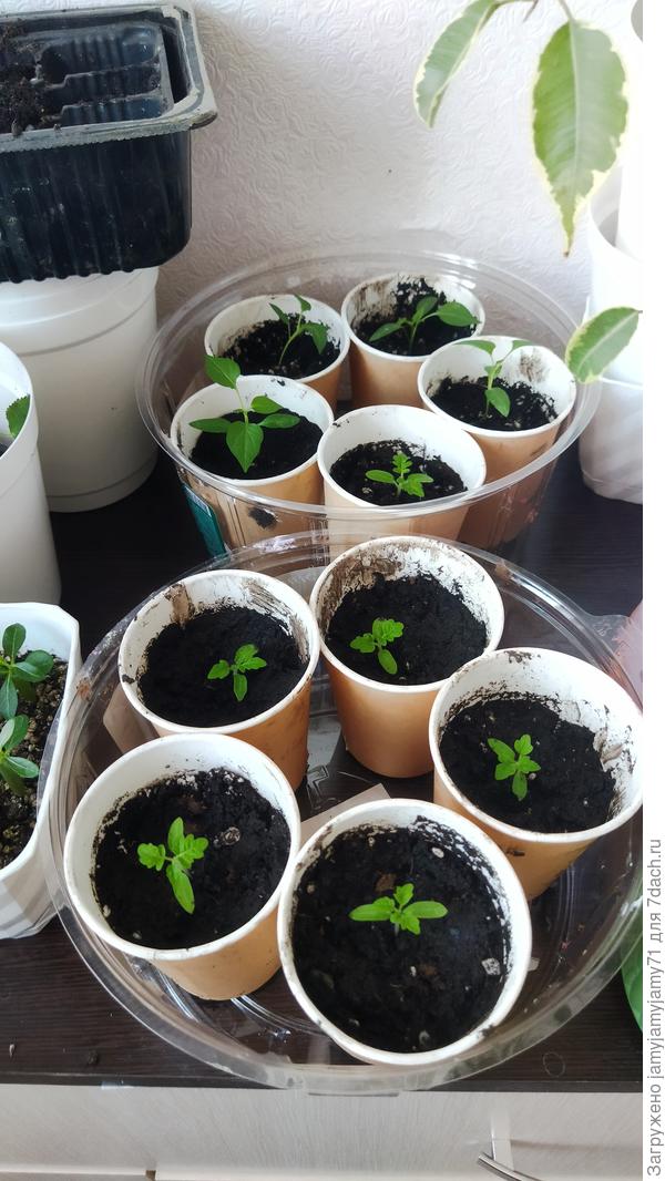 20 января. Растут под фитолампой. Ещё 2 сорта перца.