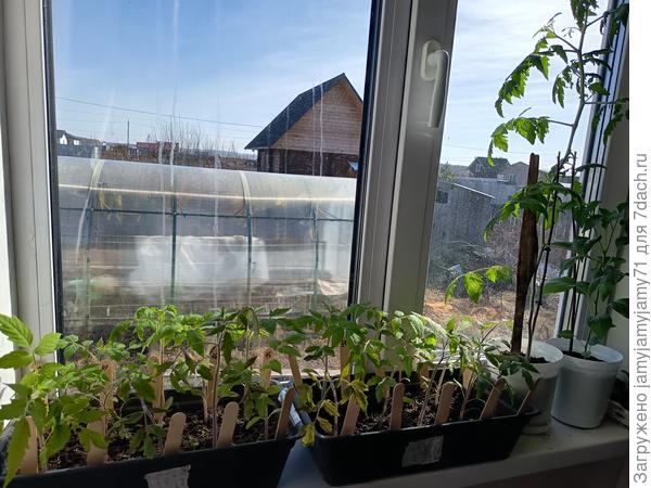 На восточном подоконнике.