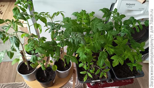 Гномам в тесноте нравится больше, листья крупнее. Самый хилый в ящике  - Сине-розовая пантера. После фотосессии ушли в теплицу на прогулку. Вечером заношу домой.