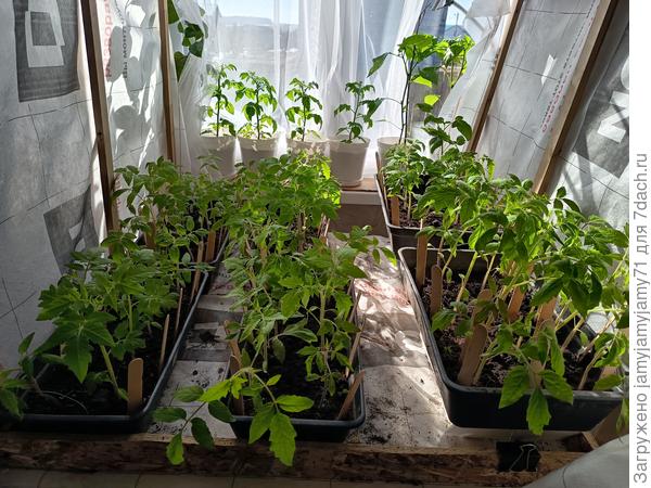 На столе с подсветкой , окно на юг.