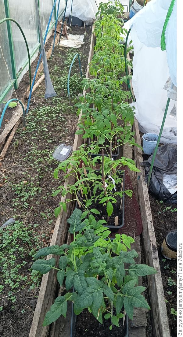 Рассада на прогулке 14 апреля 2026