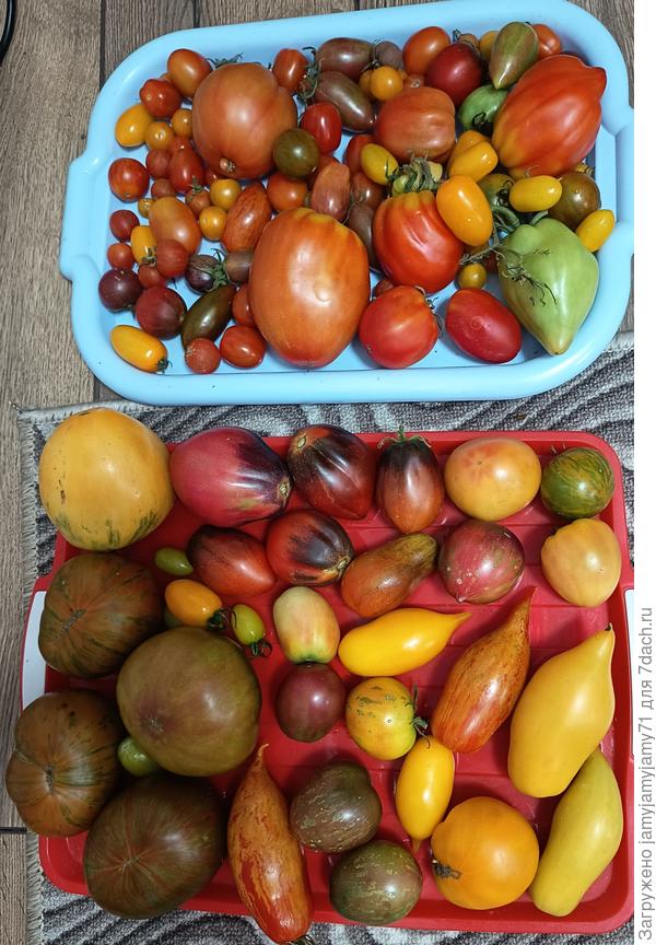 Ну и немного спелых🍅