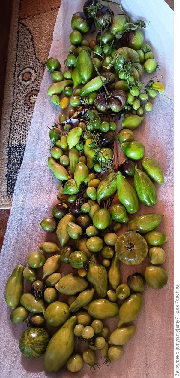 С улицы пришлось снять зелеными и искупать в горячей воде. Несколько помидор выбросила, похоже на фитофтору
