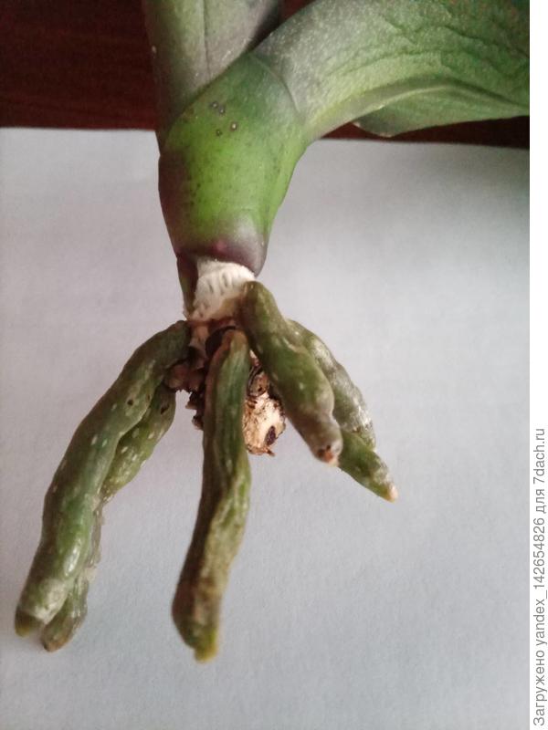 орхидея 2