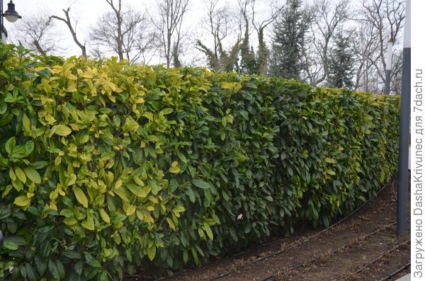 растение . живая изгородь