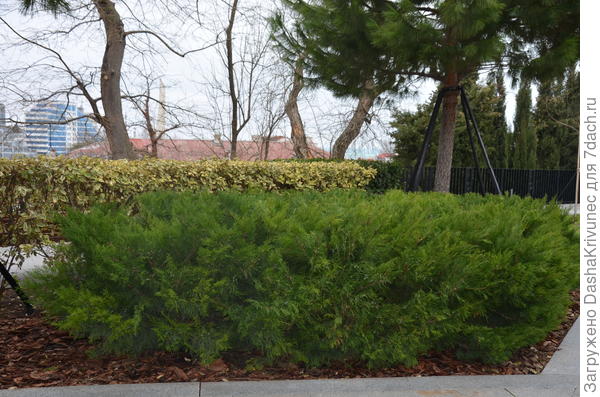 живая згородь