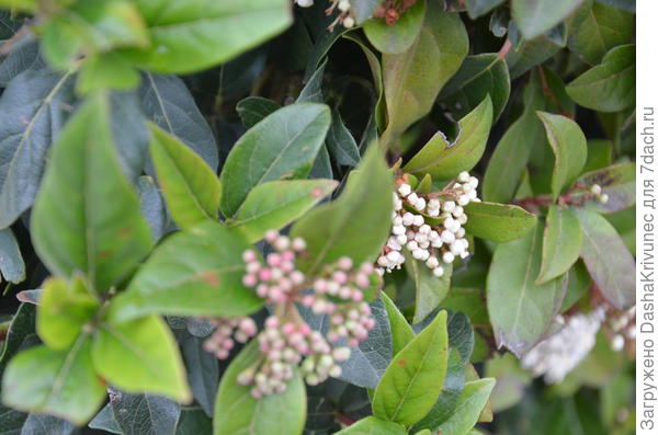 живая изгородь