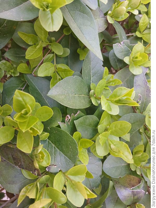 фото более подробное