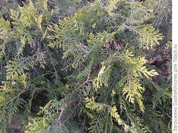 живая изгородь в севастополе