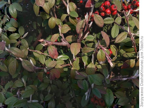 более подробное изображение