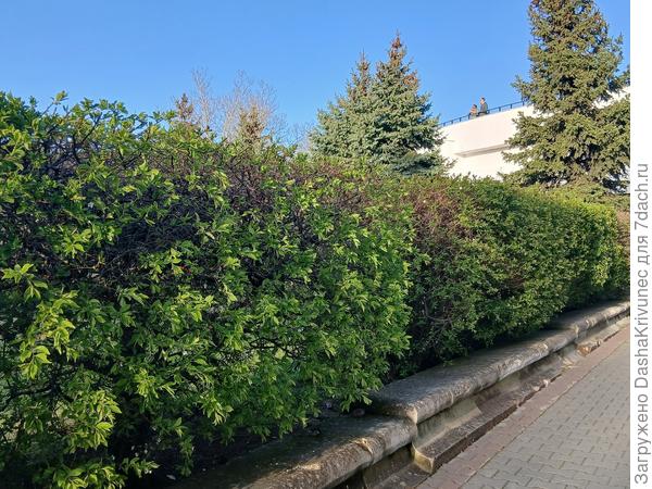 живая изгородь в севастополе