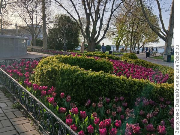 стриженная живая изгородь