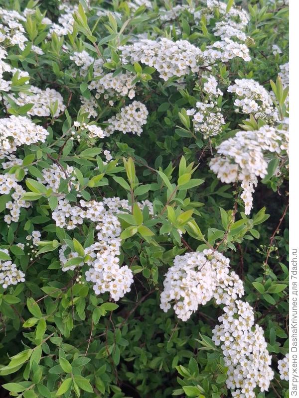 более подробное фото изгороди