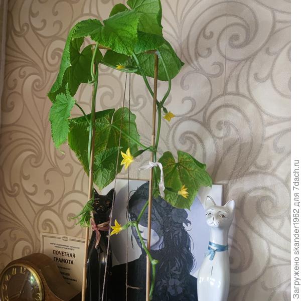 там и плодиков пока штук пять всего