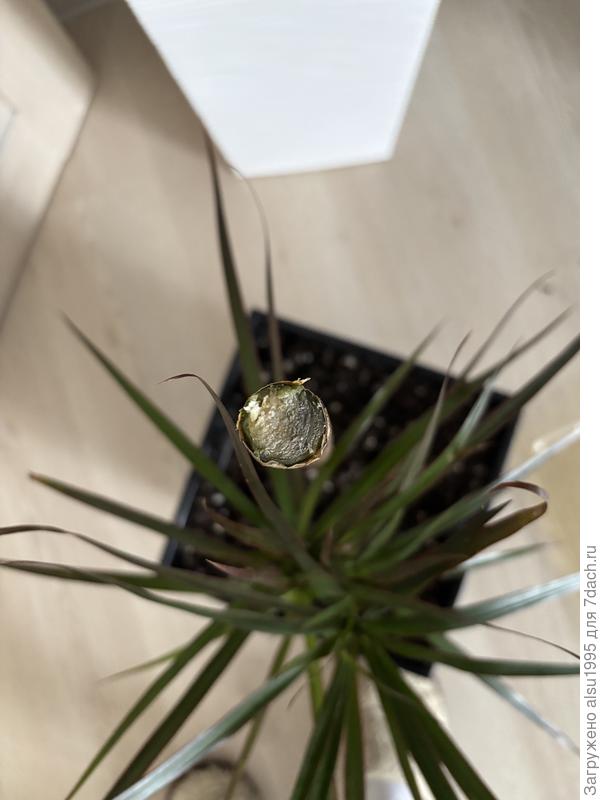 Вот такое потемнение на срезе, это нормально? Или лучше еще ниже ?