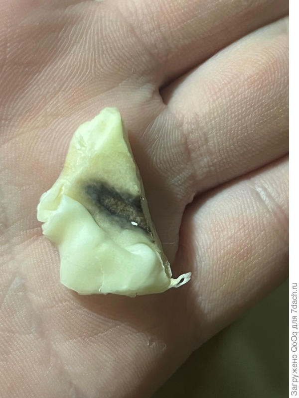 пятно внутри капусты