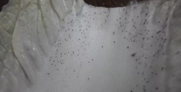 черные маленькие точки внутри капусты