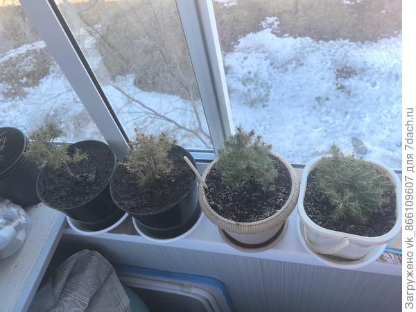 Вторая тоже что-то начала сохнуть и скидывать иголки(((((