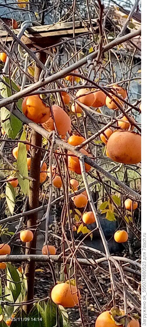 ДНР Макеевка псевдо россиянка