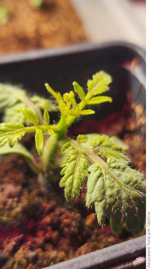 Фото рассады томата