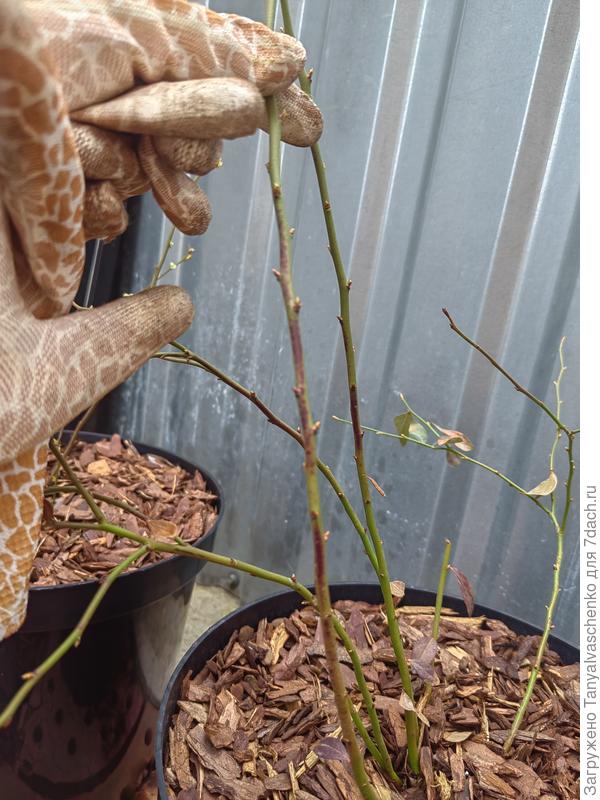 Голубика после зимы