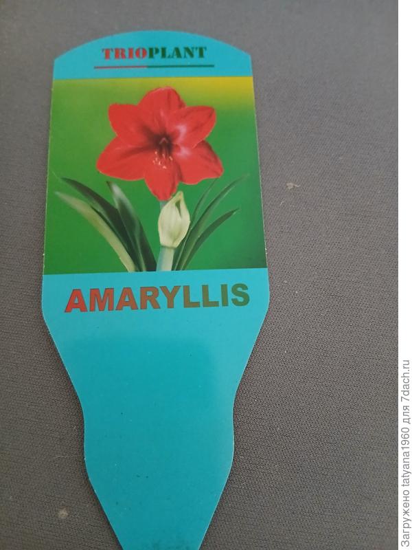 у меня был вот такой цветок и сейчас у него есть детка которой 3 года а сам цветок погиб