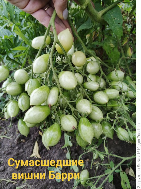 Ветки ломаются, кистей тьма. Растут 2 куста и больше не надо. Зреют неравномерно, собираем поштучно