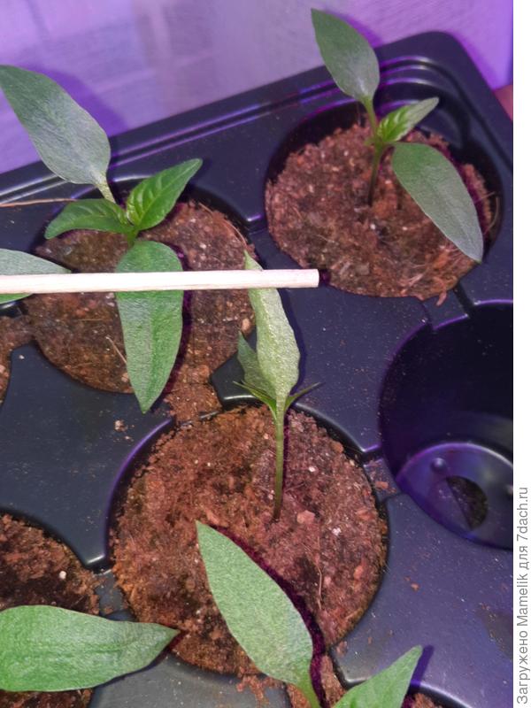 Лист сочный, упругий, вроде вредителей не видно