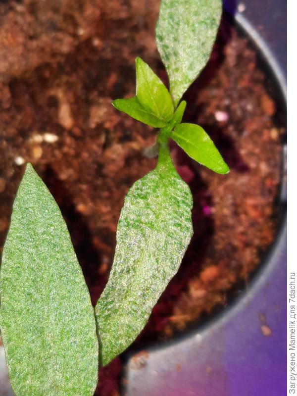 Фото со вспышкой