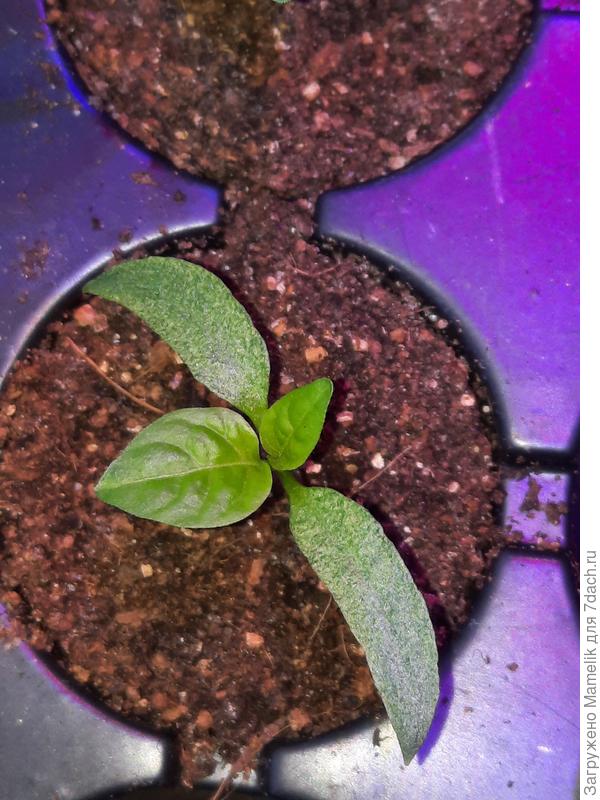 Сладкий перец