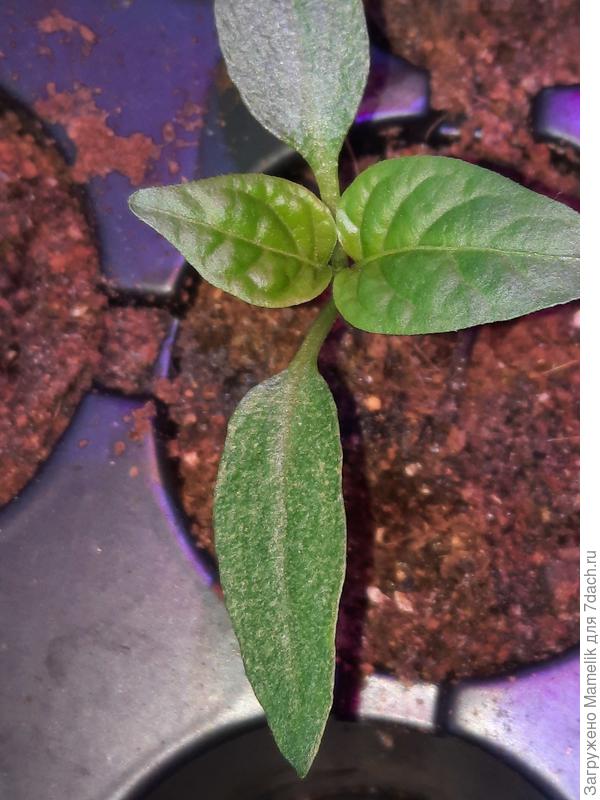 Сладкий перец