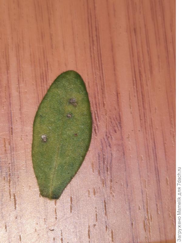 Несколько листиков с очагами некроза, живности не видно