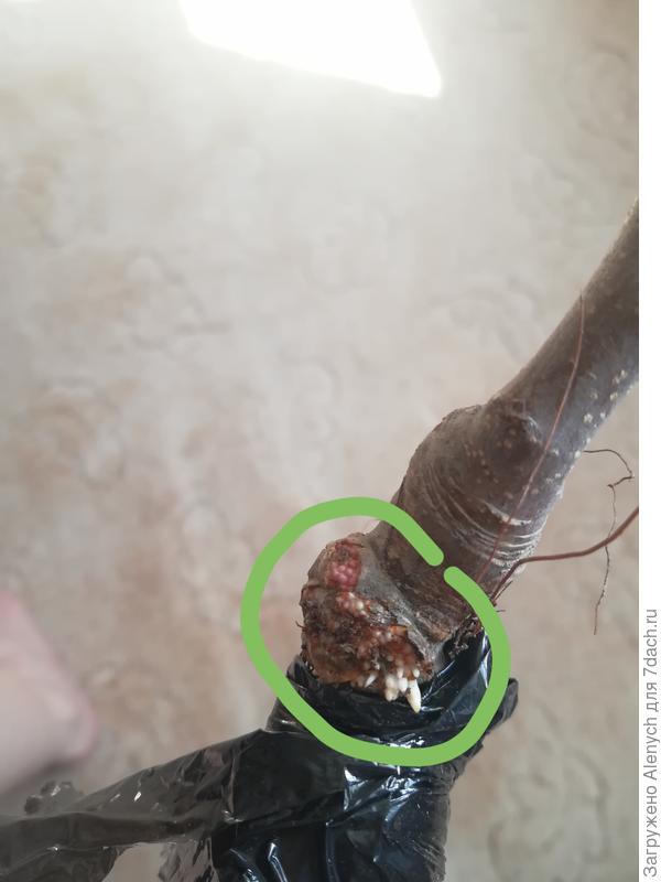 Что-то страшное