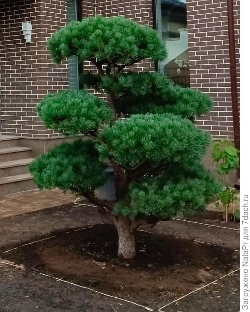 сосна ватерери