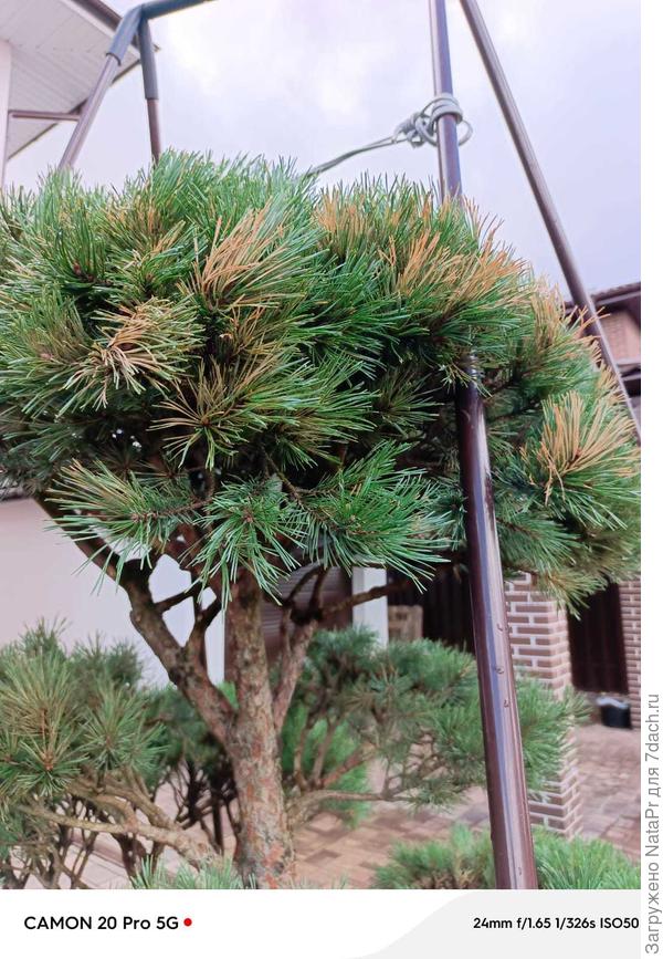 Зелёная хвоя вроде бы обычного цвета.