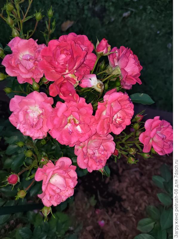 Мои розочки