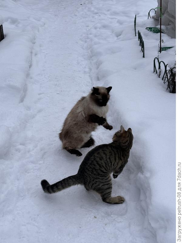 Кто хозяин на даче 🤣