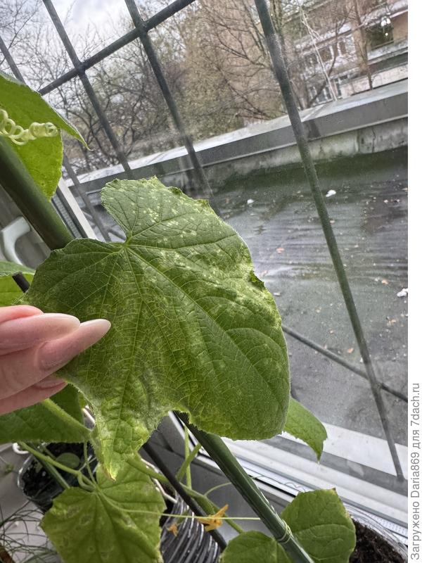 Лист огурца