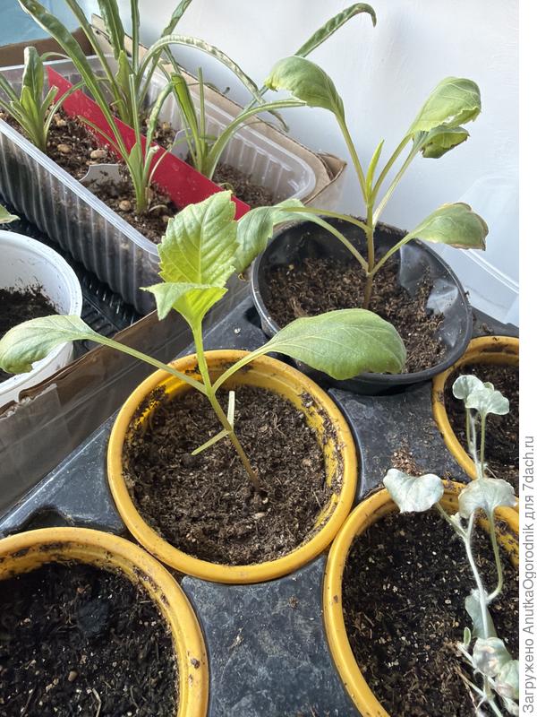 Георгины и гацания