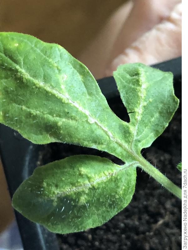 Лист рассады томата