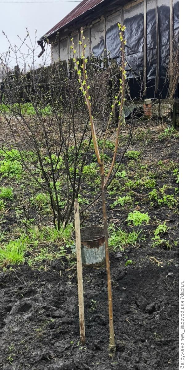 Саженец черешни №2