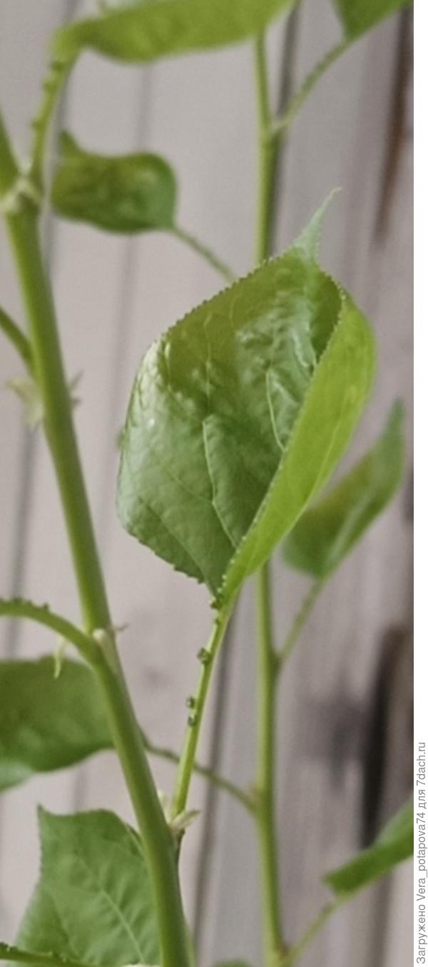 Вот такой лист